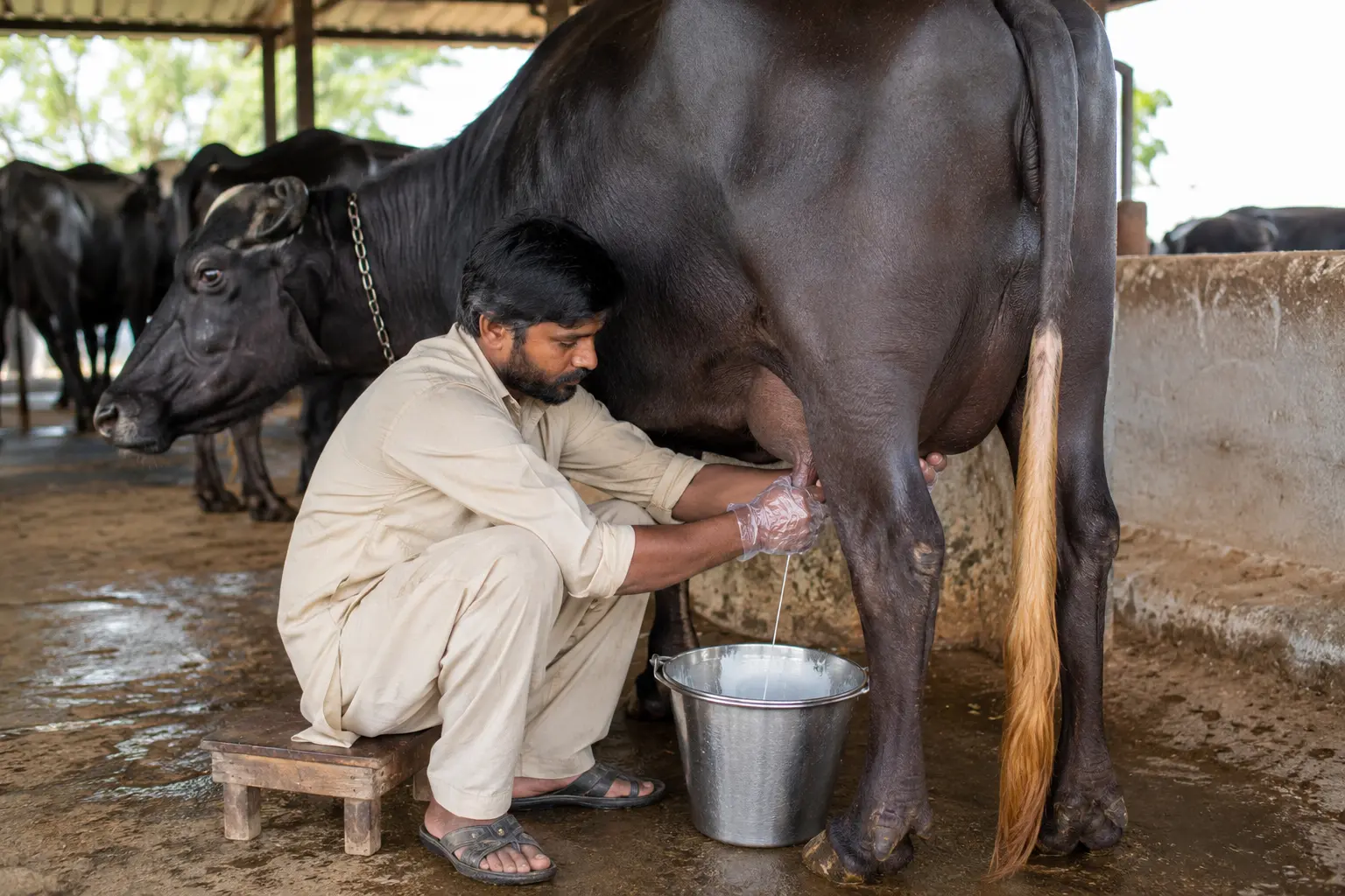 Farmer hygienically milking a dairy buffalo on a Pakistani dairy farm